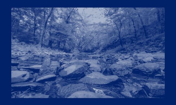 river bed running through Duke Forest