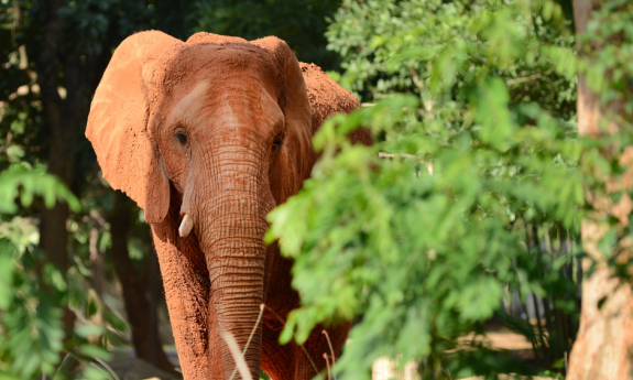 stock image of elephant in a forest