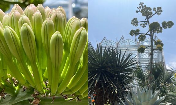 An agave plant close up of the light green buds next to a view of the towering stalk from ground level - the greenhouse is in the background
