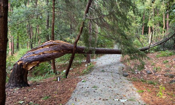 Storm damage in Duke Gardens. Photo by Annabel Renwick