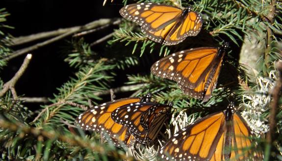 migrating butterflies