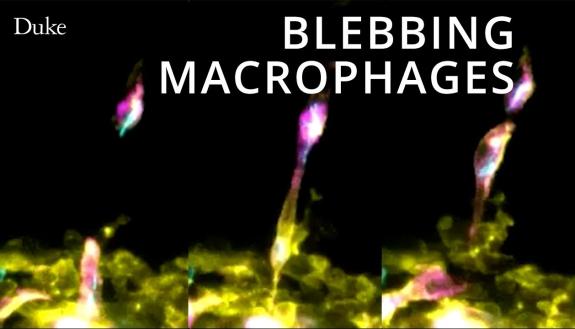 Three frames of a video of blebbing macrophages