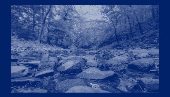 river bed running through Duke Forest