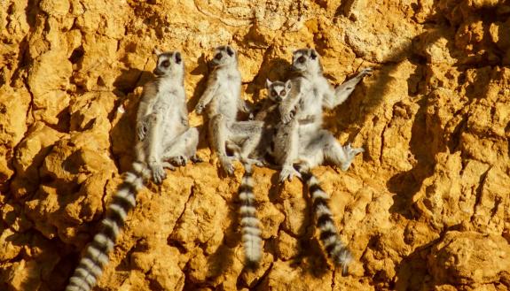 Processed foods and overuse of antibiotics can wreak havoc on the trillions of bacteria and other microbes that inhabit the gut. A new study of the gut microbiomes of lemurs looks at whether reconnecting with nature can help restore this internal ecosystem to a more natural state. Credit: Sally Bornbusch.