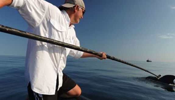 Andy Read tagging a whale off the NC coast