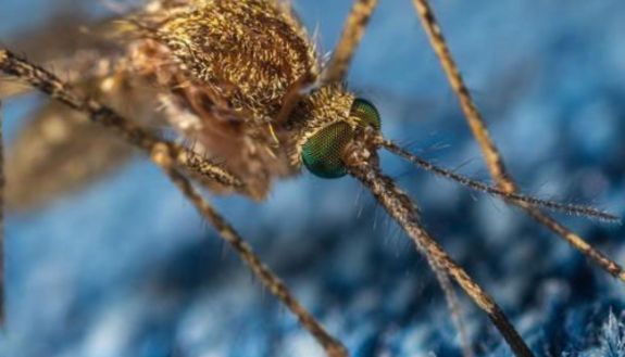 photo of mosquito