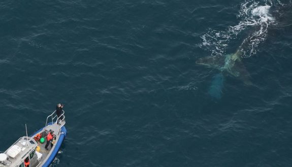 Clearwater Marine Aquarium Research Institute (CMARI) aerial survey team of The Duke Marine Lab boat approaching Argo