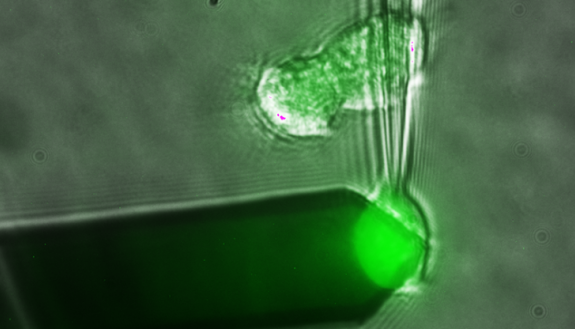 A photo of the atomic force microscopy experiment in action
