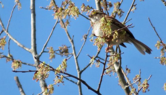 White throated sparrow. Photo by Lydia cox