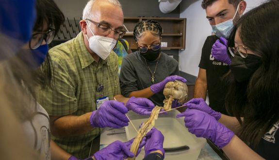 Professor Len White and medical students stand around a table holding a human brain with the upper portion of the spinal cord attached. All are wearing face masks and purple gloves.