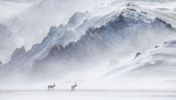 An award winning photograph showing 2 antelope in front of a snowy, jagged, mountainous landscape