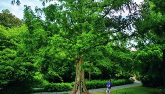 Duke Gardens staff member checking dawn redwood tree in the Gardens