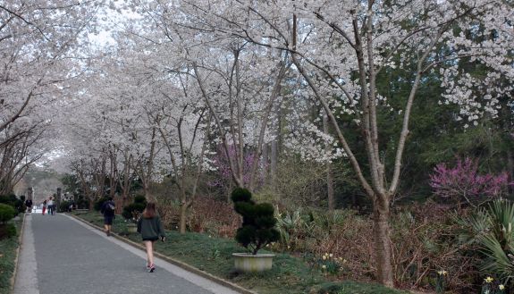 Cherry trees