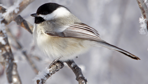 black capped chickadee