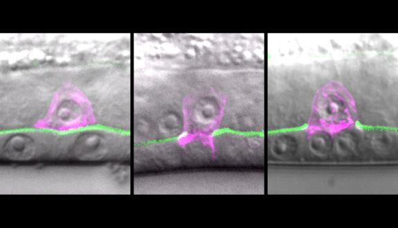 Caught on camera: A tiny worm cell hundreds of times smaller than a grain of sand is caught in the act of breaking through the tough outer membrane that normally holds cells in place. Courtesy of the Sherwood lab.