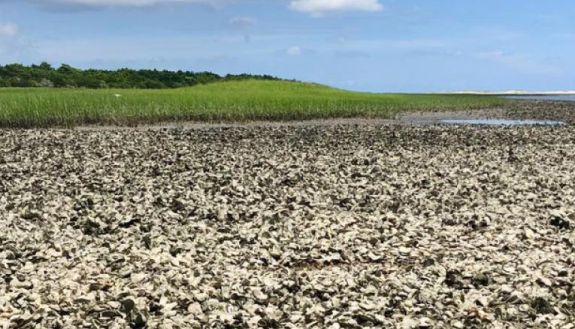 Oyster Reef in NC