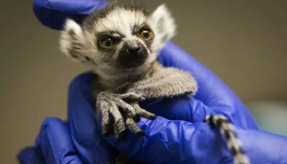 ring-tail baby Jasper