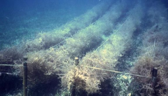 chinese ocean research site