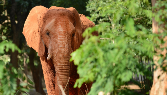 stock image of elephant in a forest