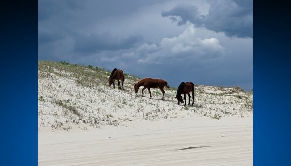 Wild horses on a beach.