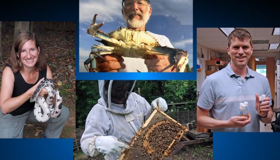 From left to right, colleagues Dr. Nicolette Cagle, Nick Schwab, Dr. Daniel Rittschof and Dr. Don Fox work with small critters as part of their work at Duke.