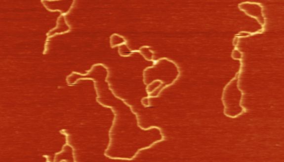 Microscopy image of ring-shaped DNA. Background is red, rings are yellow.