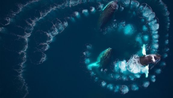 drone photo of humpback whales practice a cooperative strategy called bubble net feeding