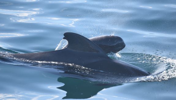 A pilot whale and calf surface for air