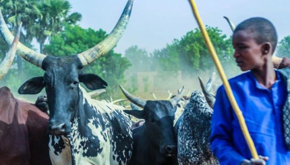 Cattle and young boy