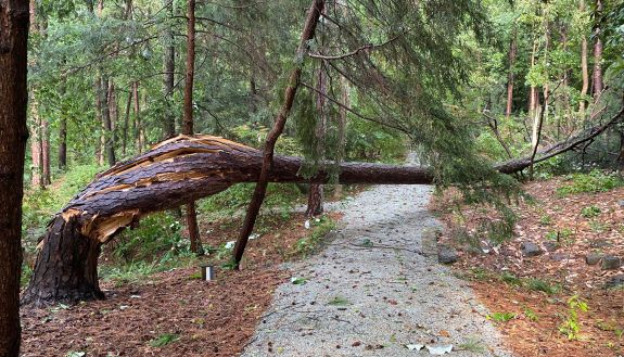 Storm damage in Duke Gardens. Photo by Annabel Renwick