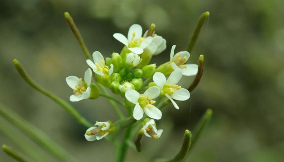 Cells in Arabidopsis plants mobilize to fight infection with help from unzipped RNAs, Duke researchers report. Credit: Salicyna