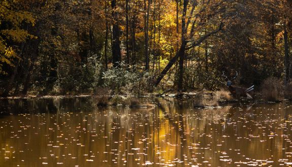 Scene of lake and trees