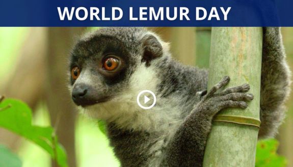 lemur photo on World Lemur Day