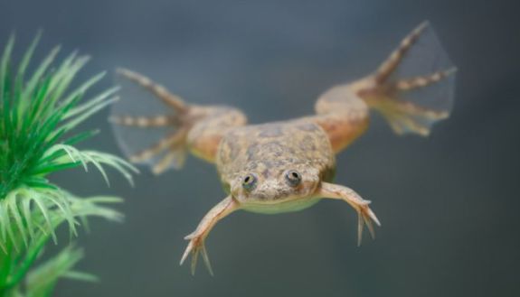 Swimming frog