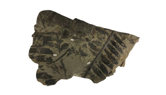 A slice of fossilized plant from a cycad, showing its darkened fossilized leaves etched into a tan stone.