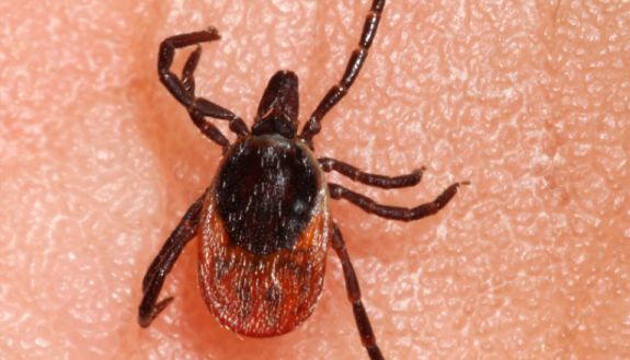 tick on human flesh