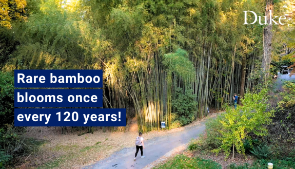 Rare bamboo blooms once every 120 years!
