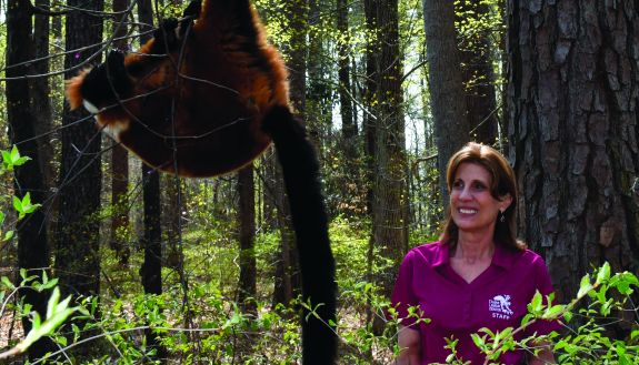 Dr. Cathy Williams, veterinarian who cared for thousands of lemurs as the senior veterinarian at the Duke Lemur Center since 1996, is retiring after a 28-year career.