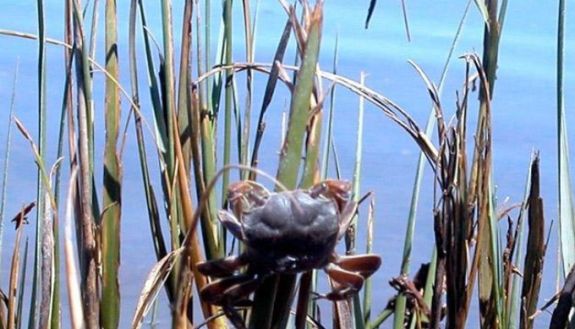Crab on stalk by the water