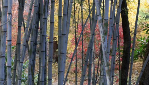 Bamboo in Duke Gardens