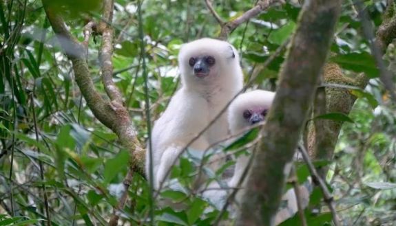 Still from lemurs of the SAVA Region