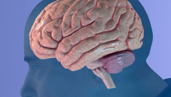 stock image of brain 