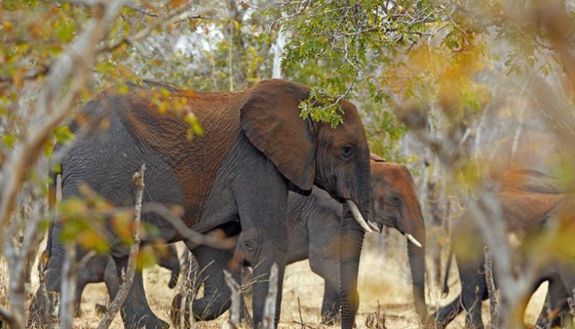 African savannah elephants