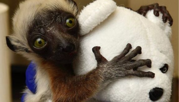 Lemur with stuffed animal