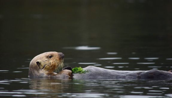 Otter swimming on its back