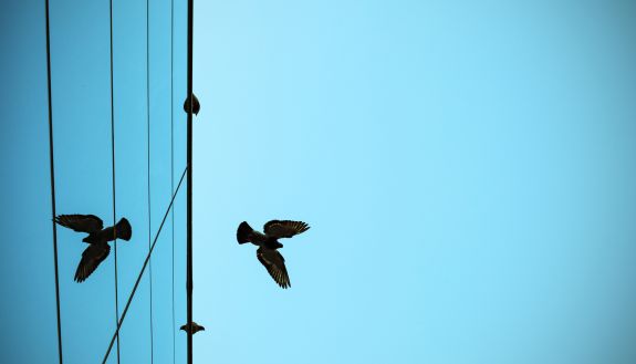 bird flying by glass window