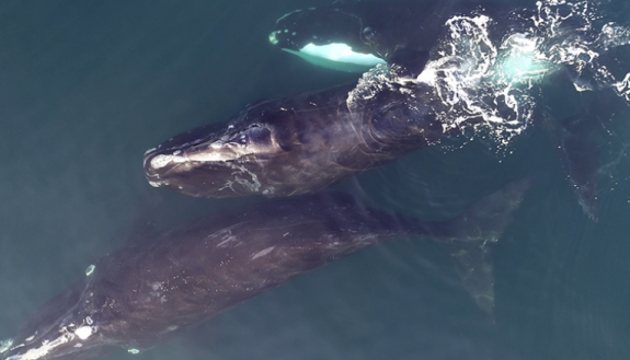 right whales in the ocean