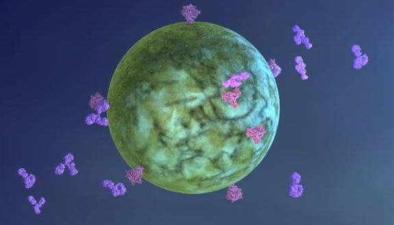 virus with antibodies