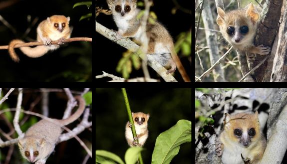 six faces of lemurs
