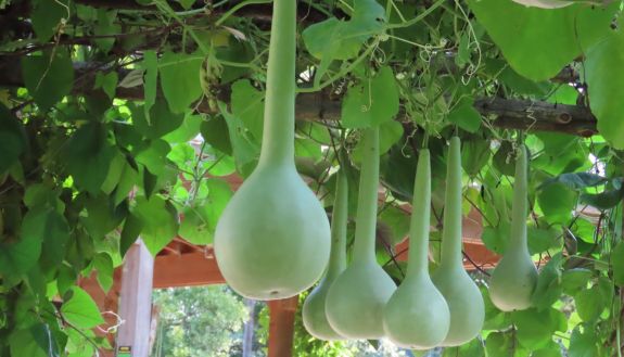 squash that was planted at the Gardens